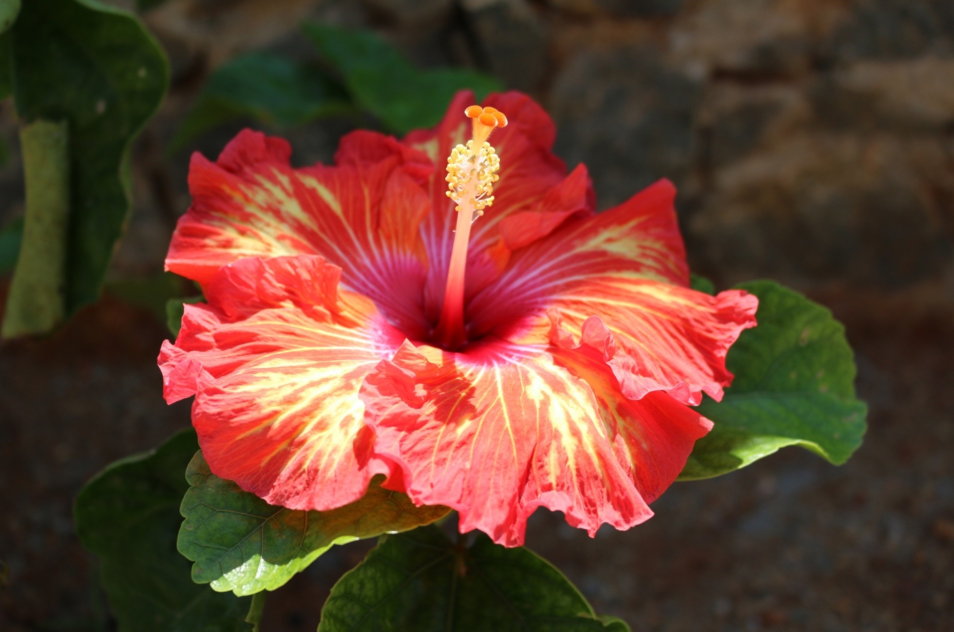 Blüte Gemusterte Hibiskusblüte aus dem Hotelgarten der Shakti Villa